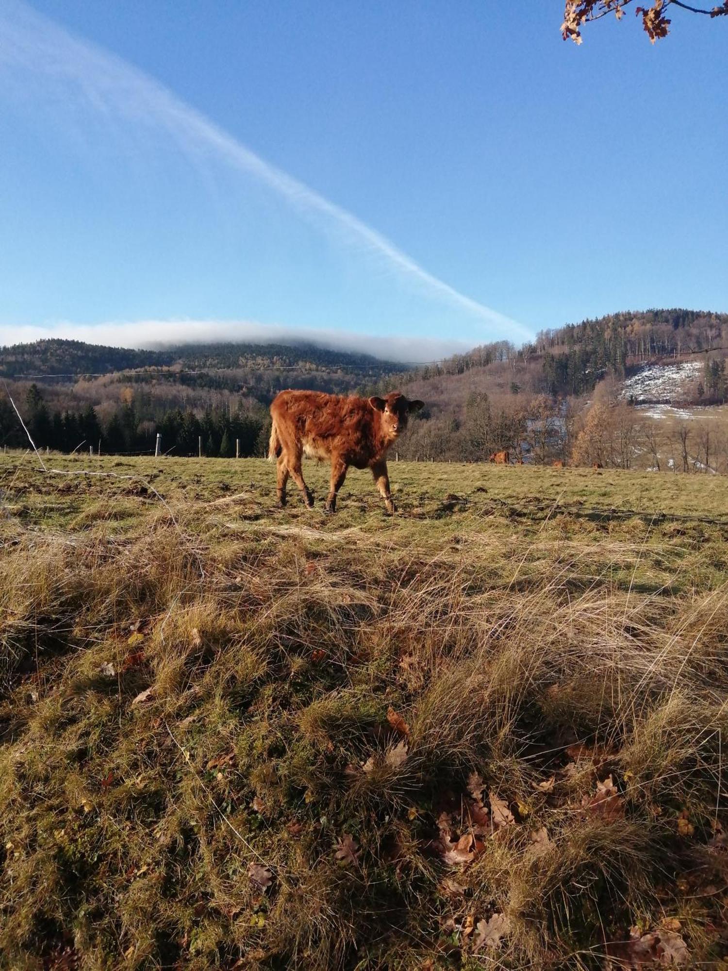 Domek W Gorach Sowich Pieszyce ภายนอก รูปภาพ