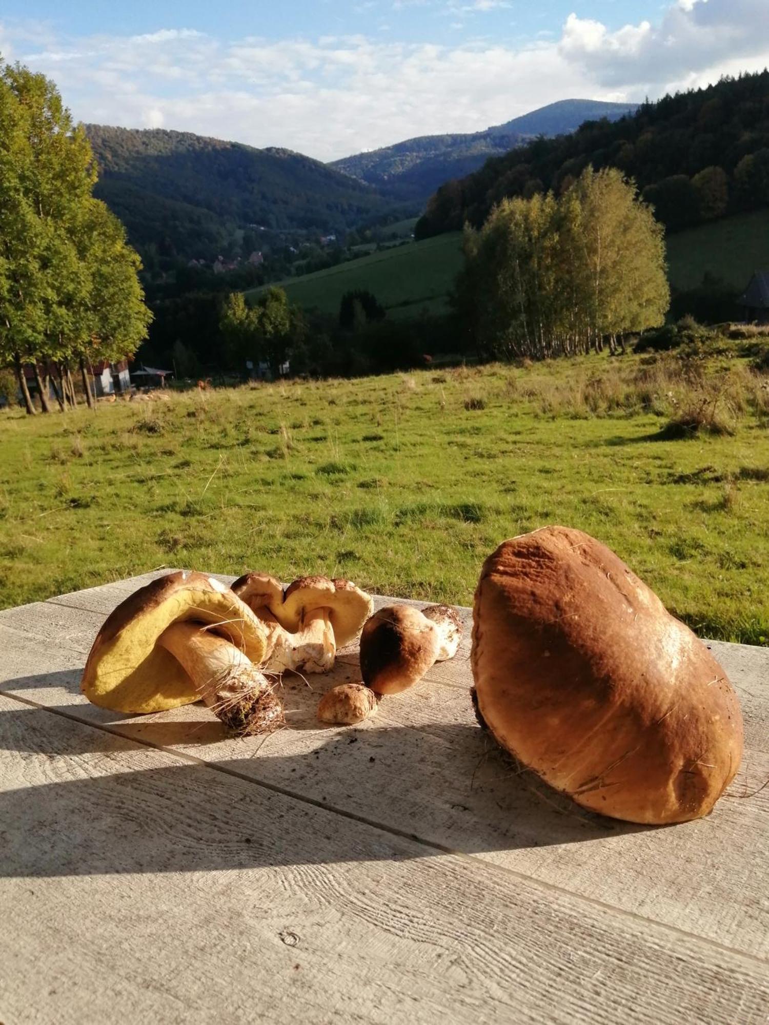 Domek W Gorach Sowich Pieszyce ภายนอก รูปภาพ
